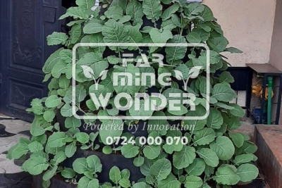 Photo_1640093205261