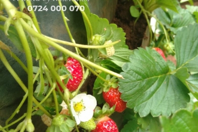 Photo_1637931439197